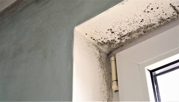 Best Environmental Consulting for Mold Prevention  in Buena Vista, MI