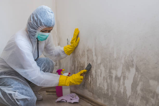 Best Basement Mold Removal  in Buena Vista, MI