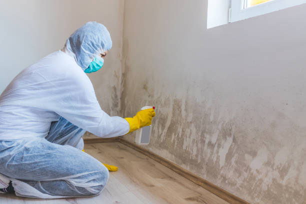 Best Attic Mold Removal  in Buena Vista, MI