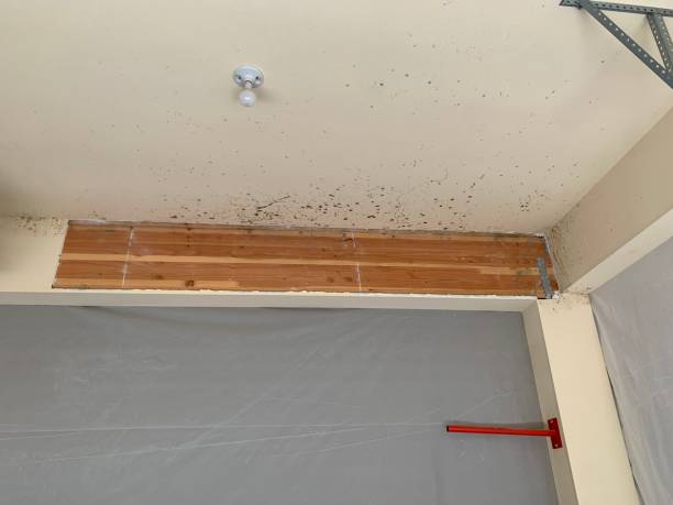 Best Mold Remediation for Healthcare Facilities  in Buena Vista, MI