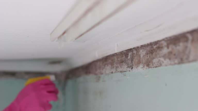 Best Mold Damage Restoration  in Buena Vista, MI